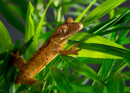 Care Sheet: Crested Gecko (Correlophus ciliatus)